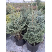 Ялина колюча блакитна Кейбаб / Арізона 165-200см